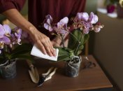 Квітка радуватиме ароматом і здоровим цвітінням