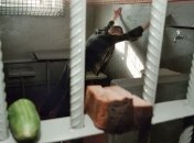 Водителя, из-за которого погибли младенцы, посадили на 9,5 лет