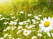 Погода в Украине 21 июня: преимущественно без осадков 