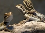 "Суперсамки" ящериц могут доводить обычных самок до вымирания