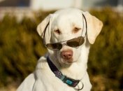 Самые опасные для почтальонов собаки живут в Лос-Анджелесе