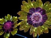 Ослепительная красота: фотограф создает волшебные снимки цветов, освещенных ультрафиолетом (Фото)