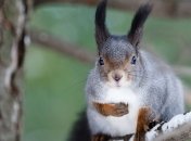 Без снега и мороза: в Украине продержится аномальное тепло