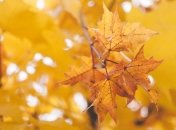 Праздник 8 октября: главные приметы и что категорически запрещено делать