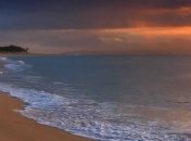 Ученые обнаружили необычных насекомых в Тихом океане