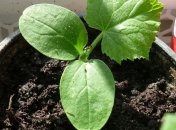 Такой рассаде позавидуют все соседи