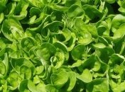 Шпинат научили подсвечивать взрывчатку