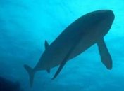 Рыба весом в 3 африканских слона шокировала ученых