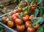 Помидоры тоже могут болеть