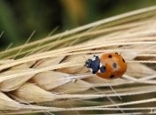 Мировые запасы пшеницы снизятся в 2013 году на 13%