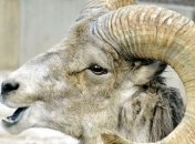 На Алтае экологи пересчитают баранов аргали