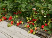 Лучшая подкормка для клубники