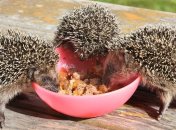 Как справиться с чрезмерным аппетитом?