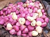 Орех кола: польза и свойства известного лакомства  