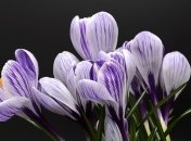 Оригинальные поздравления с первым днем весны 2019