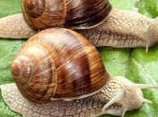 Ученые "передали" улитке воспоминания другой улитки 