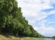 В Ужгороді розквітла рекордна липова алея (Відео)