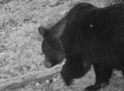 В Карпатах медведи задирают скот и банкротят пасеки: как спастись при встрече дикого зверя