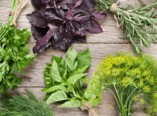 Свежая зелень