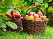 Яблоки из Украины завоевывают рынки новых стран