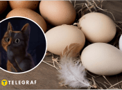 В Днепре произошел смешной курьез с яйцами в магазине