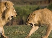 Доказано почему самцы умирают рано 