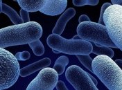 Земные бактерии выдержали гигантские давления