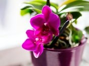 Листя буде пишним, а пелюстки чудовими