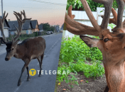 Олень Борис