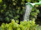 Полив культур – важный этап ухода