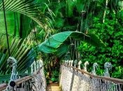 Треть растительного мира тропической Африки под угрозой уничтожения