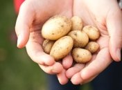 Чищення молодої картоплі — справа стомлива