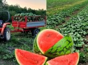 Кавуни виростили навіть там, де ніколи цього не робили