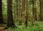 Депутаты поддержали национальную инвентаризацию лесов