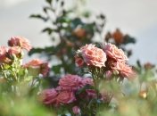 Розы нуждаются в весенней обрезке