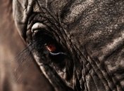 Браконьеры в Южной Африке стали использовать яды и зелье 