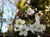 Будет по-летнему тепло: прогноз погоды на начало мая 