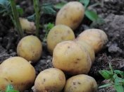 Рекорды Украины: импорт картошки превысил все показатели за годы независимости