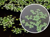 Водяной орех растет в акваториях Днепра, Днестра и Дуная