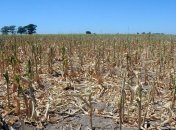 Юг Украины страдает от засухи: что будет с урожаем 