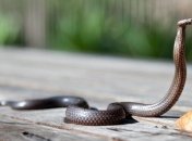 Первый "полетит" в 2022 году: ученые создали летающего робота-змея