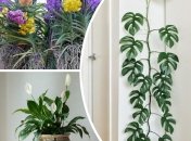 Популярные растения-2022, согласно прогнозам экспертов