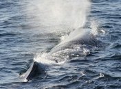 В Англии на берег выбросило гигантского кашалота