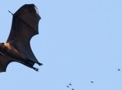 Стаи летучих мышей из удаленных уголков Сибири получили научное описание