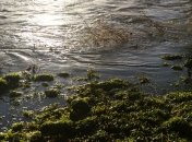 Во Львовской области подтоплено более тысячи домов 