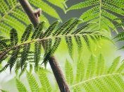 Пахнут по-другому, чтобы их не съели: на что еще способны растения