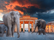 Слоны гуляют по центру Берлина