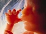 Качество эмбрионов будут оценивать