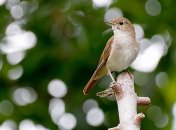 Борисов-день: приметы и обряды на 15 мая