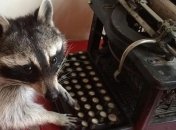 Мелани - самый умный енот в мире, который умеет кататься на велосипеде (Фото) 